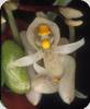 Schlimia condorana